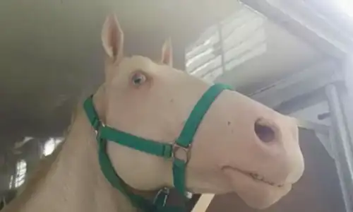 Canlı Hayvan Taşıma