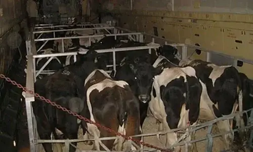 Canlı Hayvan Taşımacılığı